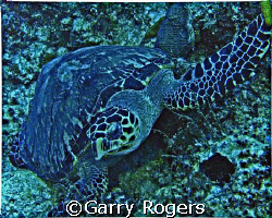 In Cozumel in an area called Palancar Caves at about 97 f... by Garry Rogers 